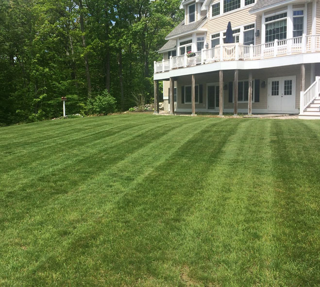 Professionally maintained residential lawn